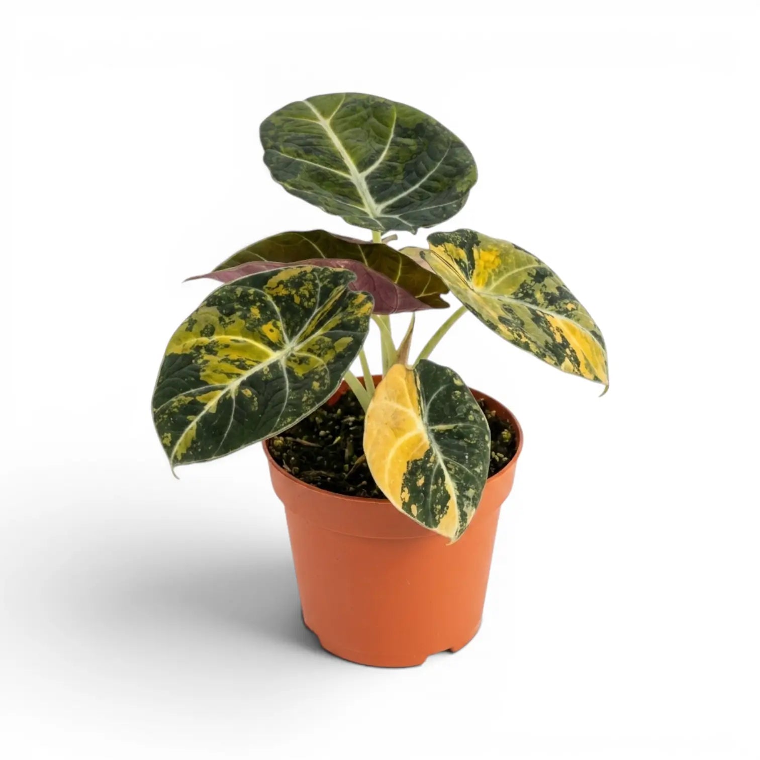 Mittelgroße Alocasia reginula 'Black Velvet Gold' mit goldgelber Panaschierung im Kulturtopf vor weißem Hintergrund