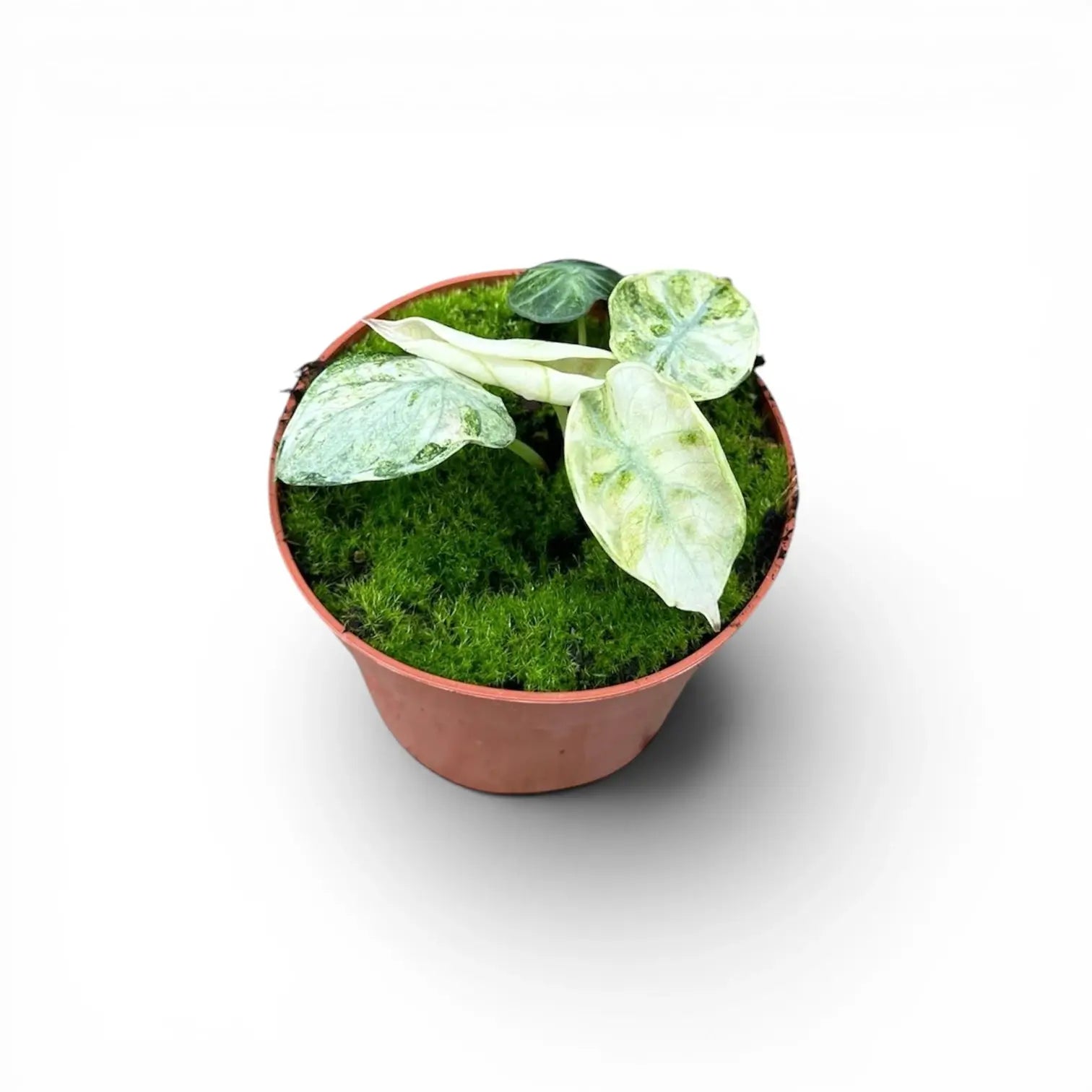 Alocasia reginula 'Ninja Tricolor'