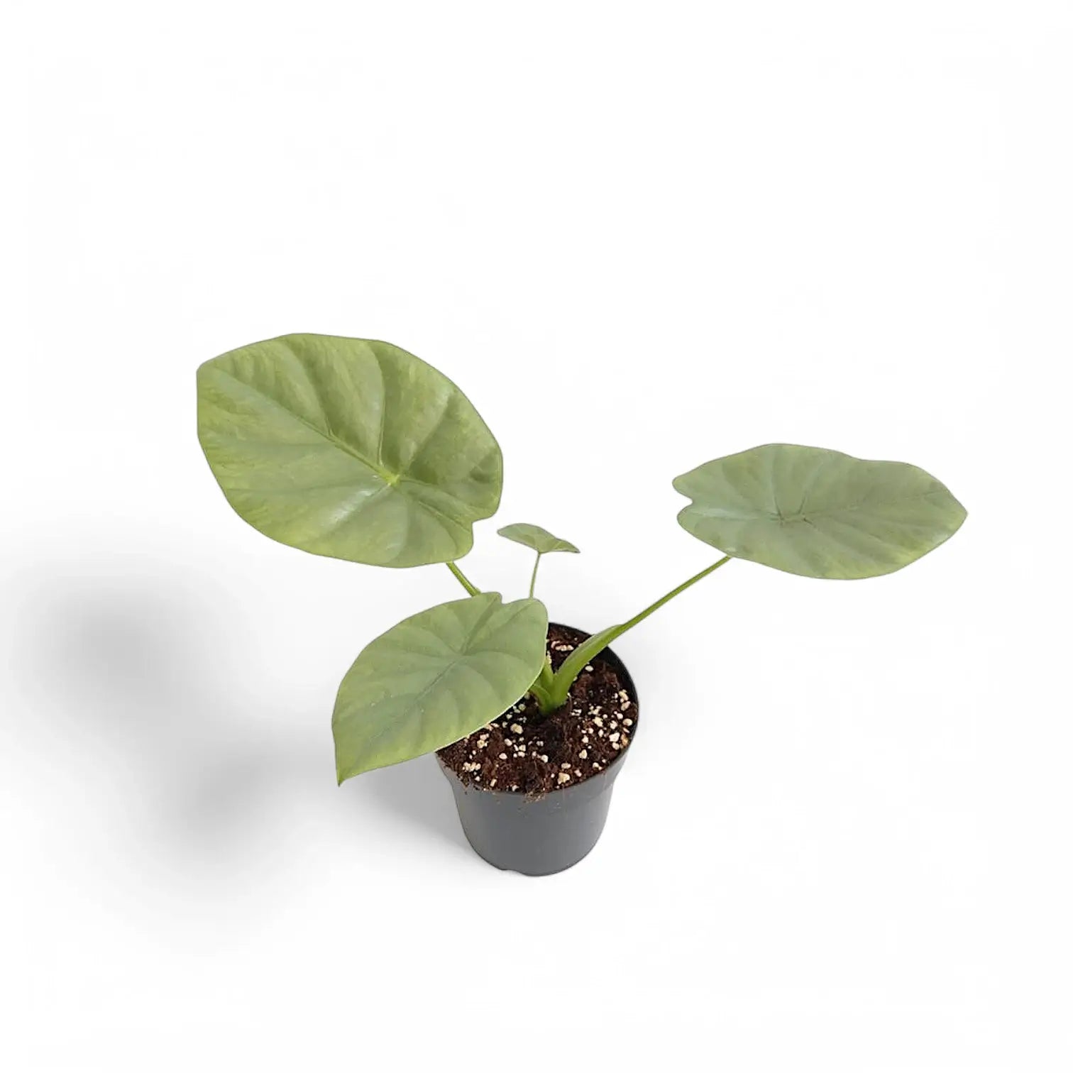 Alocasia 'Opal beauty' Zimmerpflanze im Anzuchttopf vor weißem Hintergrund, Produktfoto 2.