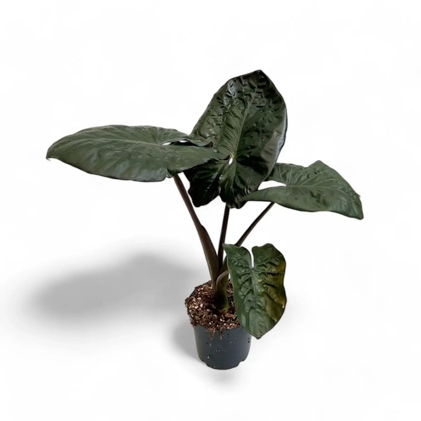 Alocasia 'Serendipity' potted houseplant in nursery pot on white background, product photo 2.