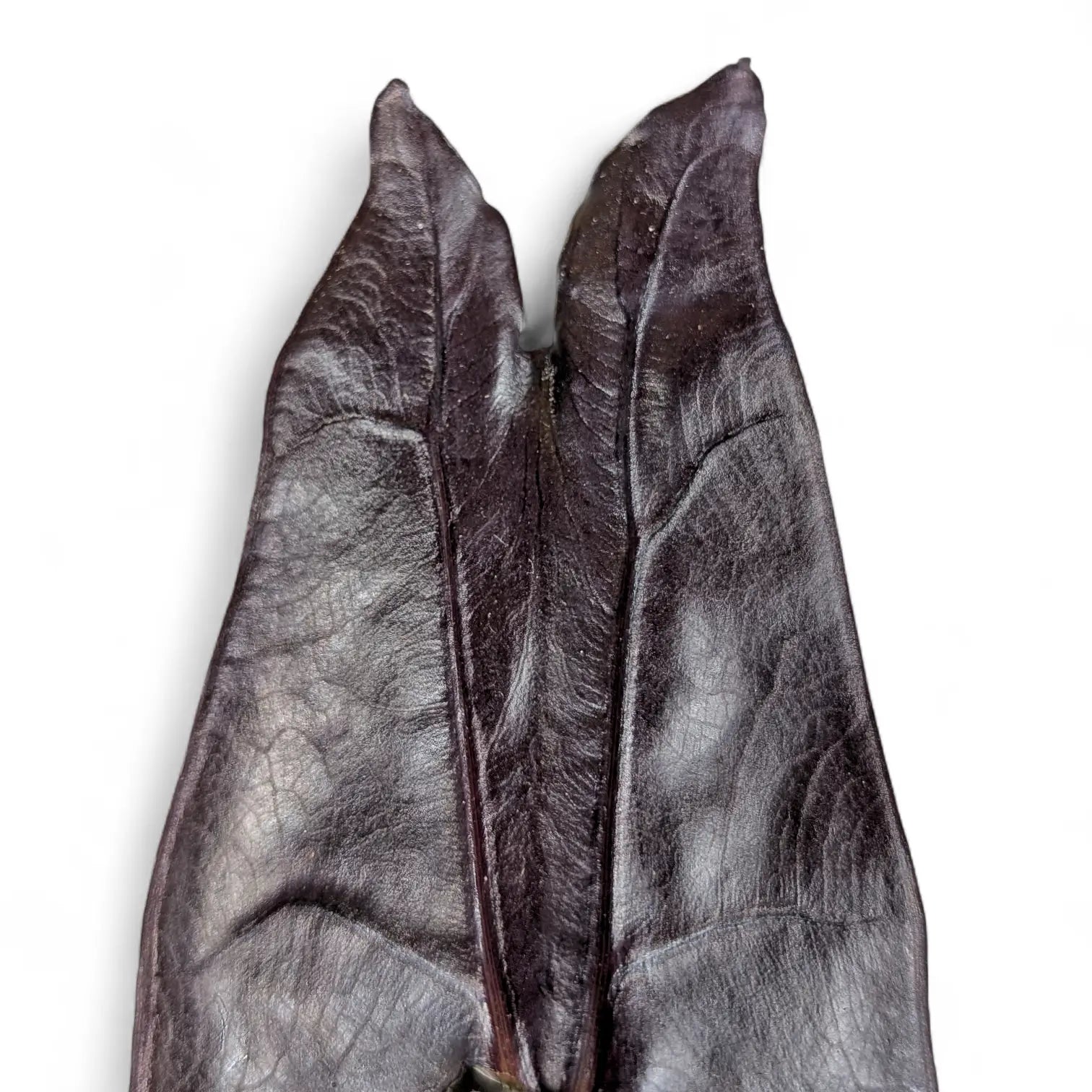 Alocasia longiloba 'Purple' leaf close-up on white background.