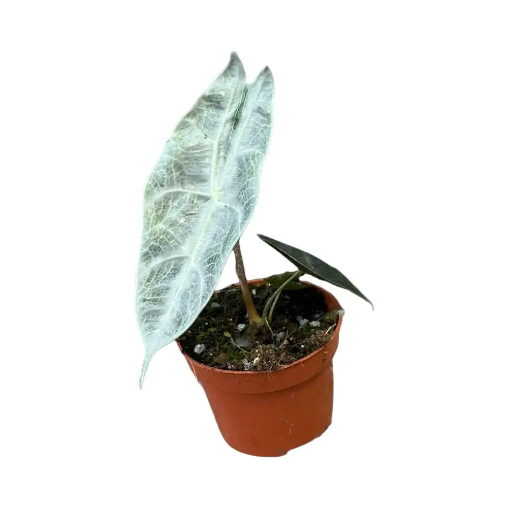 Alocasia longiloba 'Silver' potted houseplant in nursery pot on white background, product photo 2.