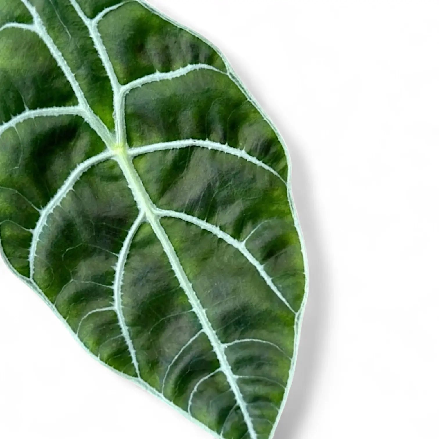 Alocasia longiloba 'Watsoniana' potted houseplant in nursery pot on white background, product photo 5.