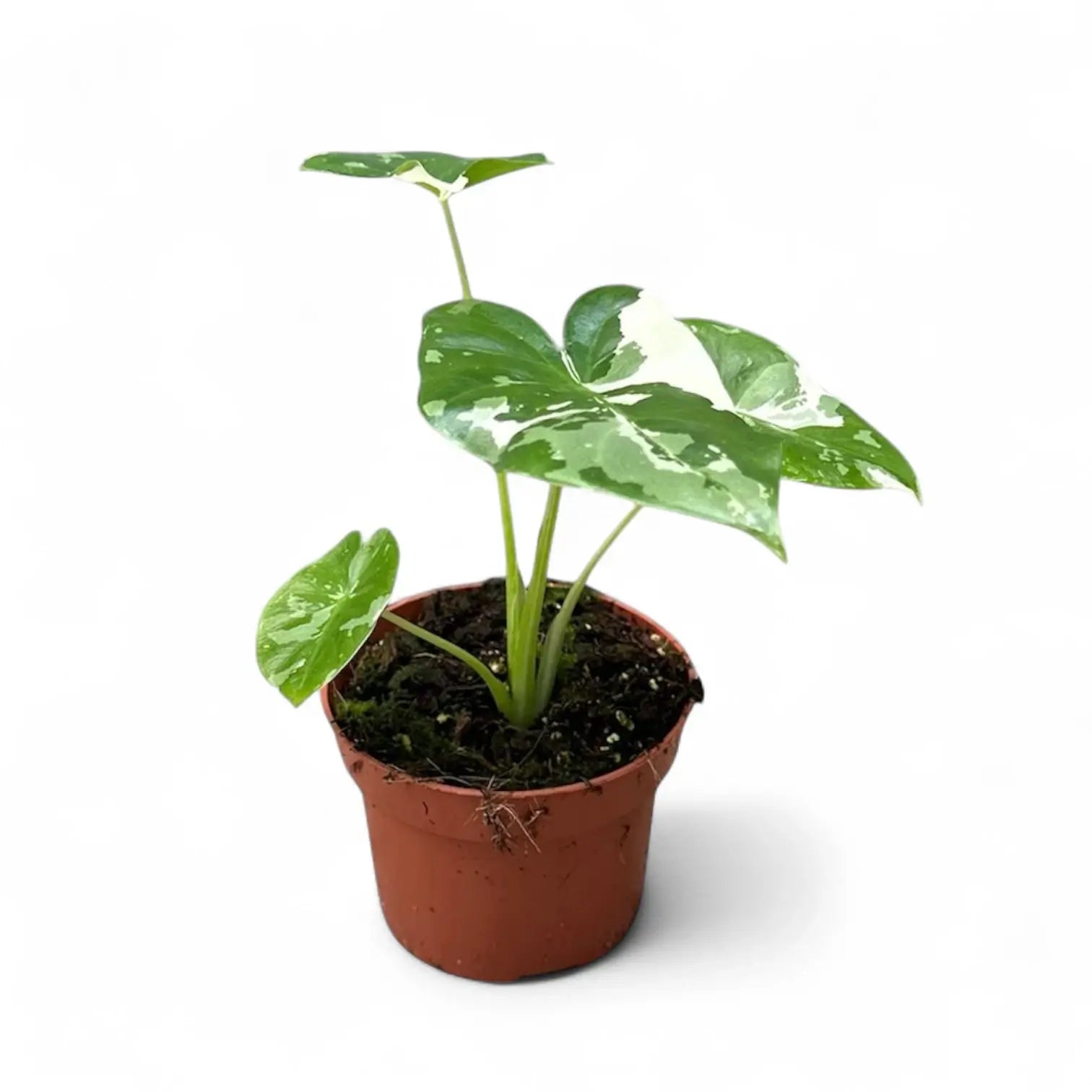 Alocasia macrorrhizos var. variegata potted houseplant in nursery pot on white background, product photo 3.
