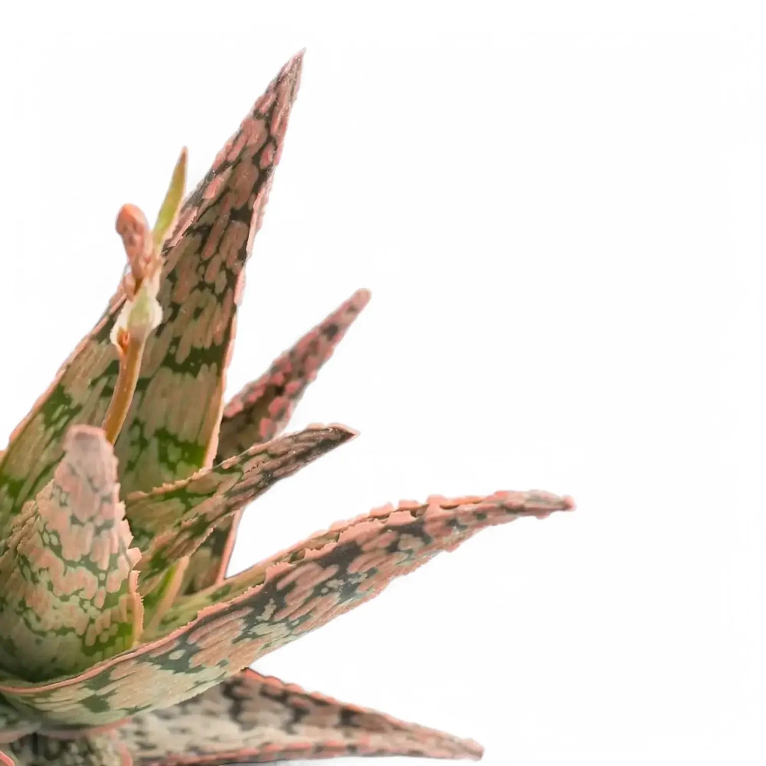 Aloe 'Pink Blush' â Blattdetail vor weiĂem Hintergrund..
