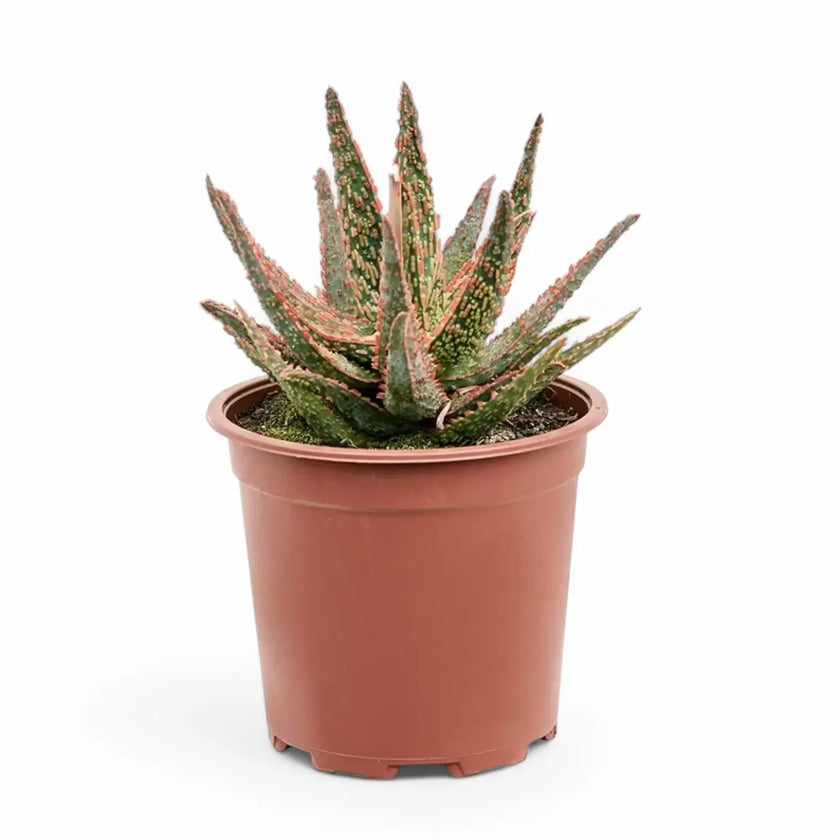 Aloe 'Pink Blush' Zimmerpflanze im Anzuchttopf vor weißem Hintergrund, Produktfoto 2.