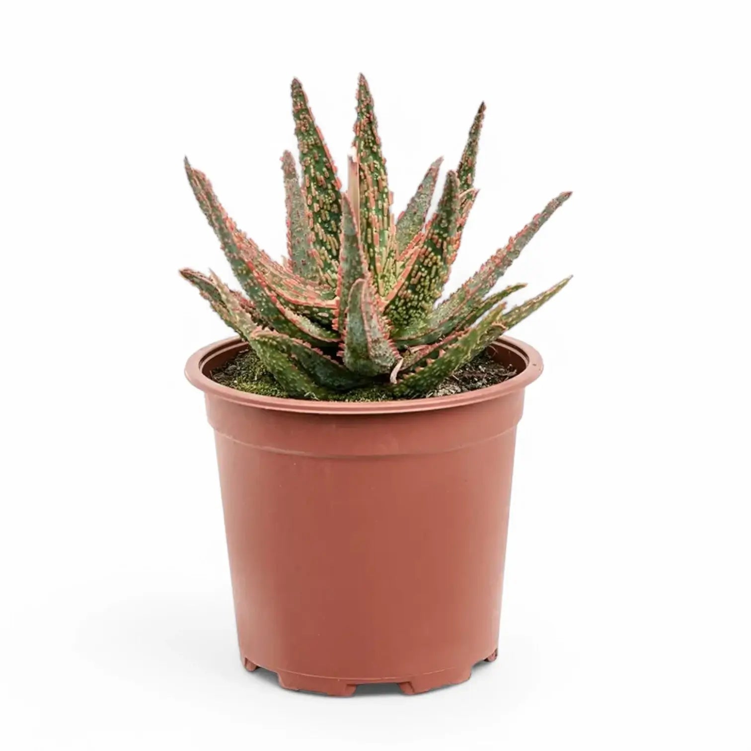 Aloe 'Pink Blush' Zimmerpflanze im Anzuchttopf vor weiĂem Hintergrund, Produktfoto 2.