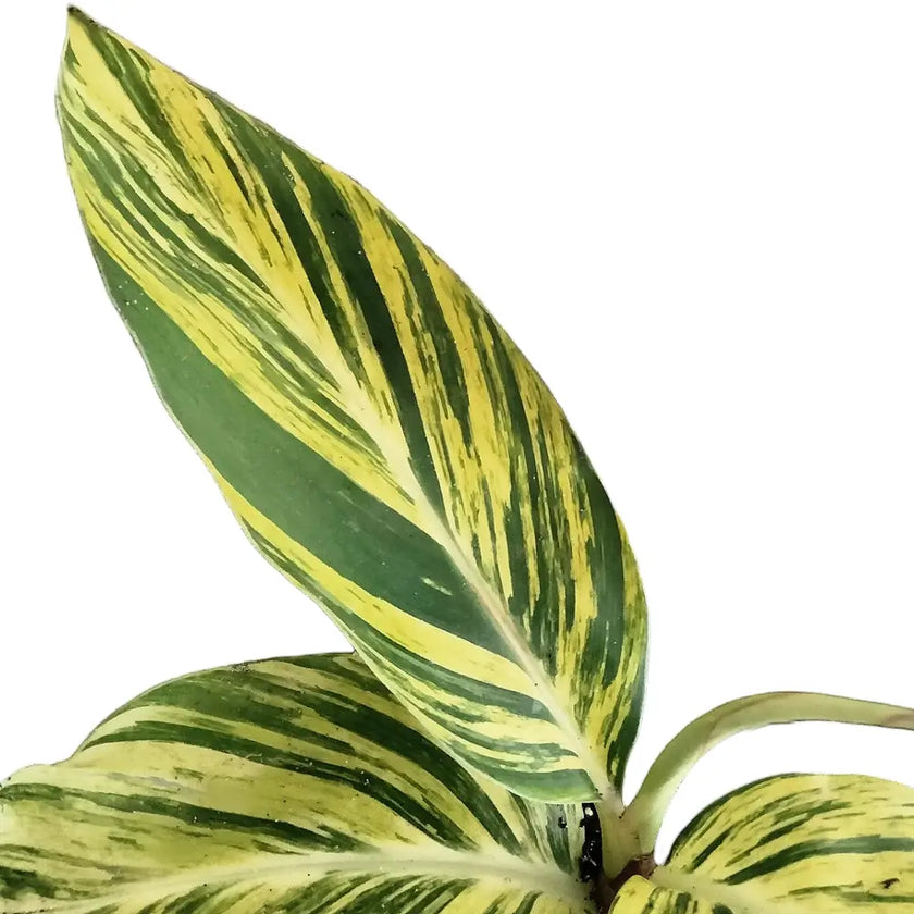 Alpinia zerumbet variegata – Blattdetail vor weißem Hintergrund..