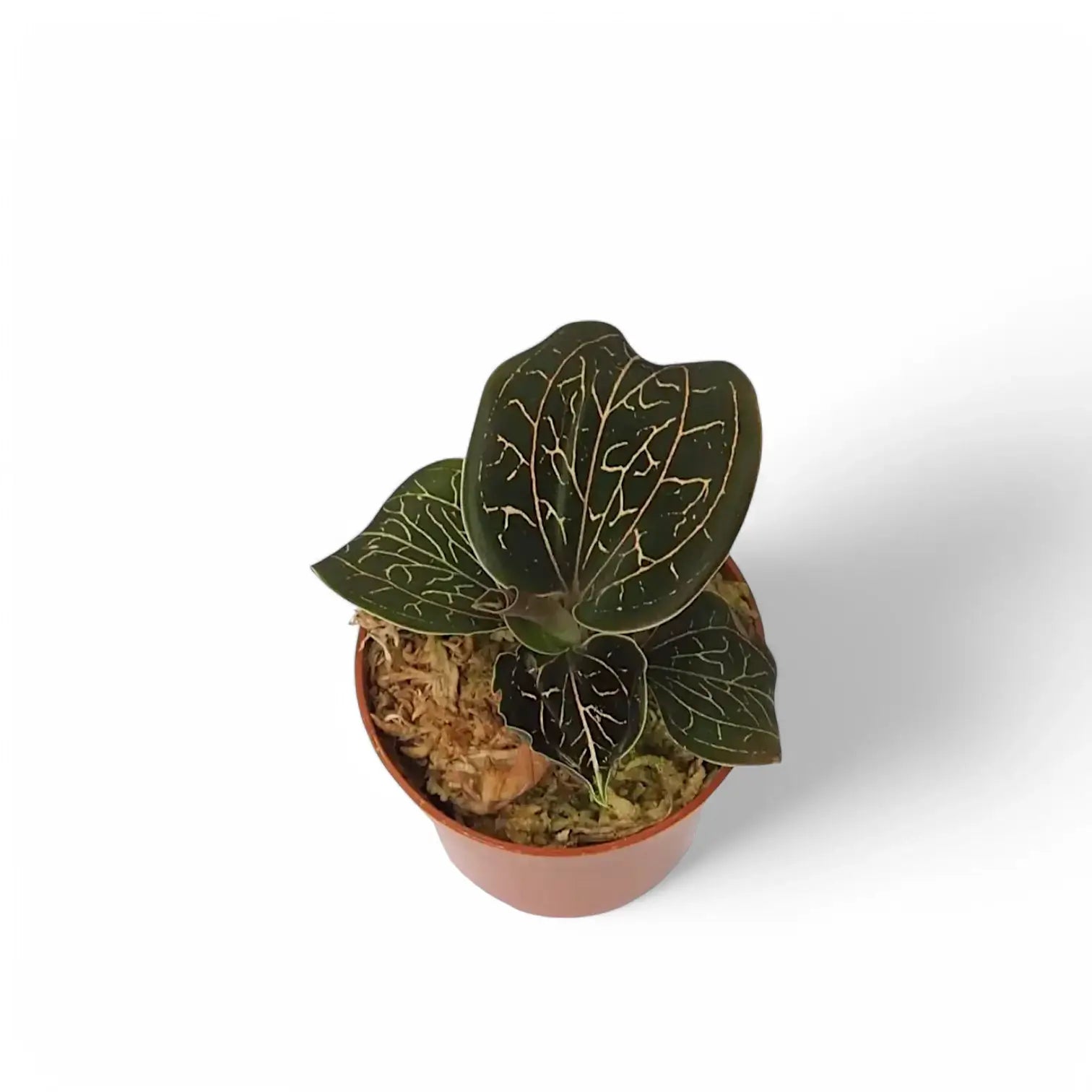 Anoectochilus brevilabris potted houseplant in nursery pot on white background, product photo 2.