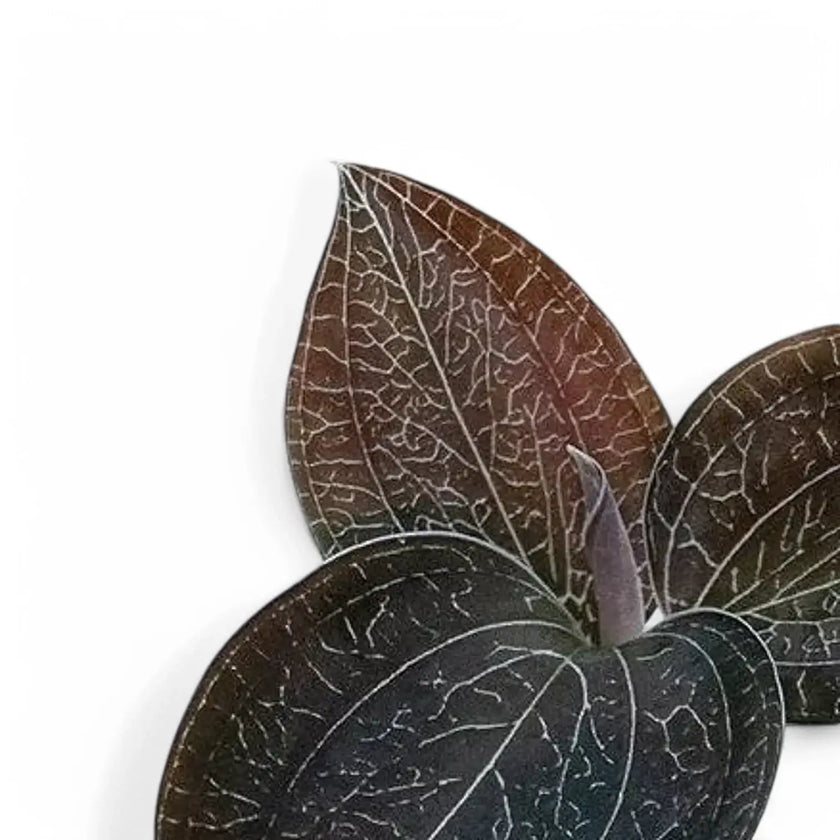 Anoectochilus sikkimensis – Blattdetail vor weißem Hintergrund..