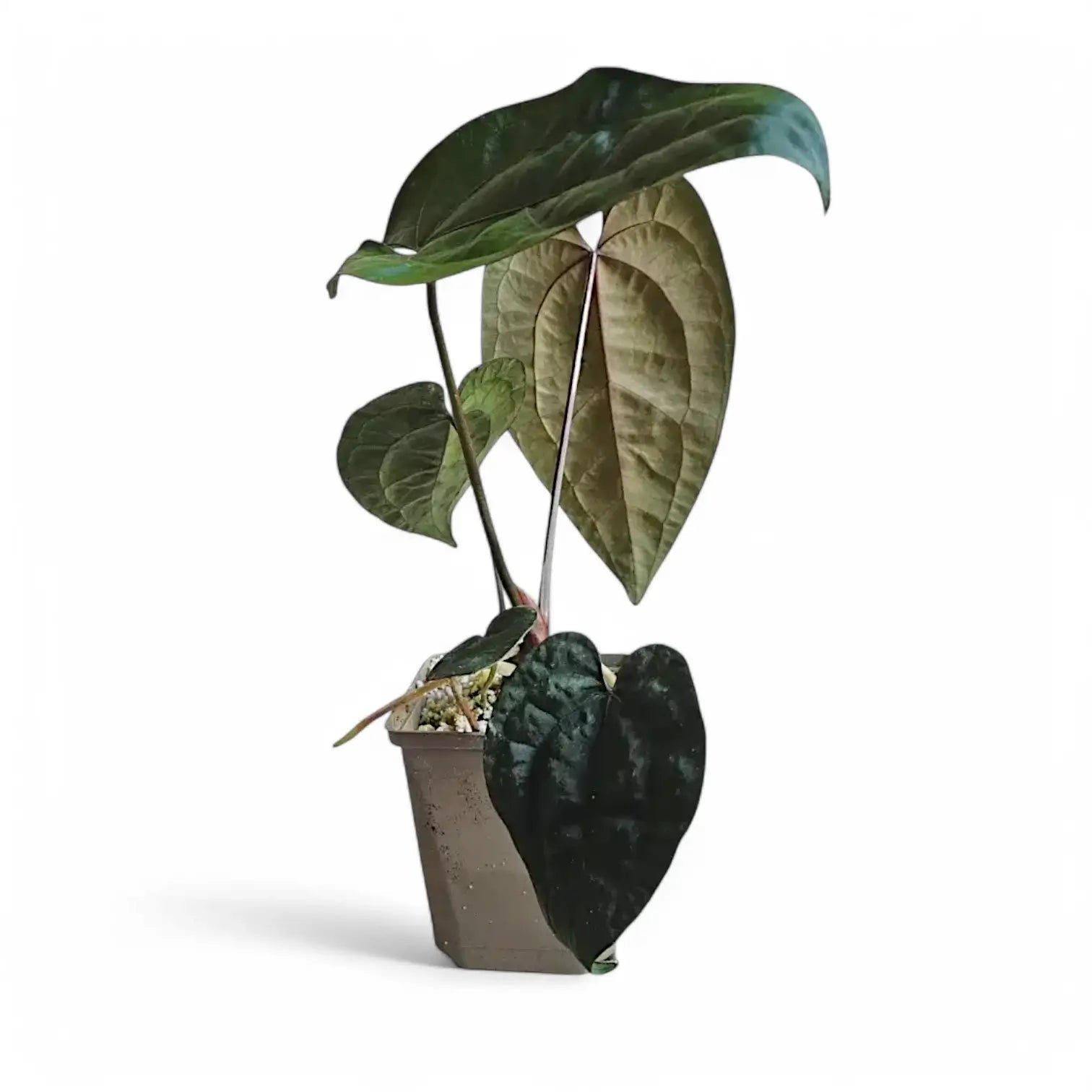 Anthurium 'Ace of Spades' potted houseplant in nursery pot on white background, product photo 4.