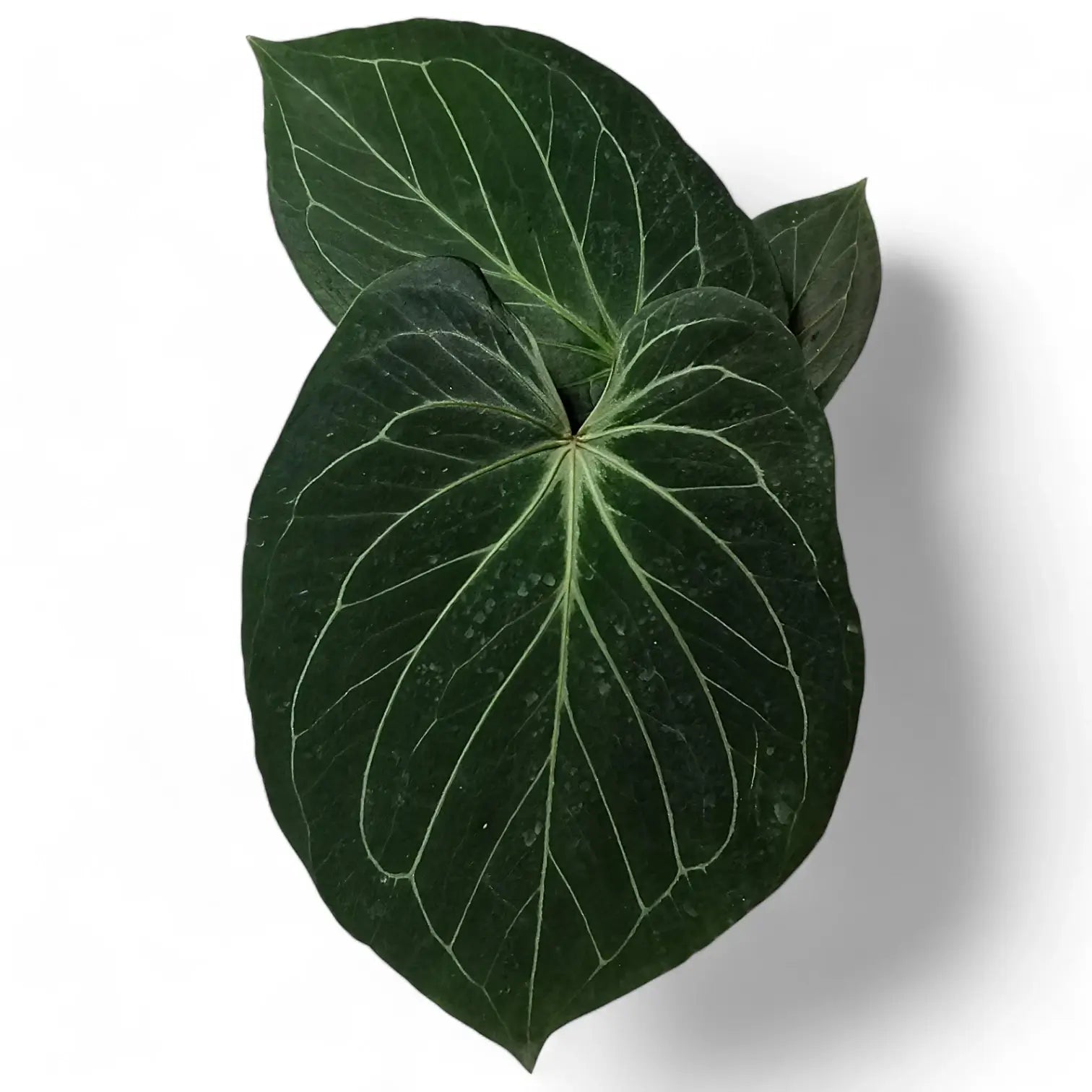 Anthurium 'King of Spades' (Anthurium 'HU') potted houseplant in nursery pot on white background, product photo 2.