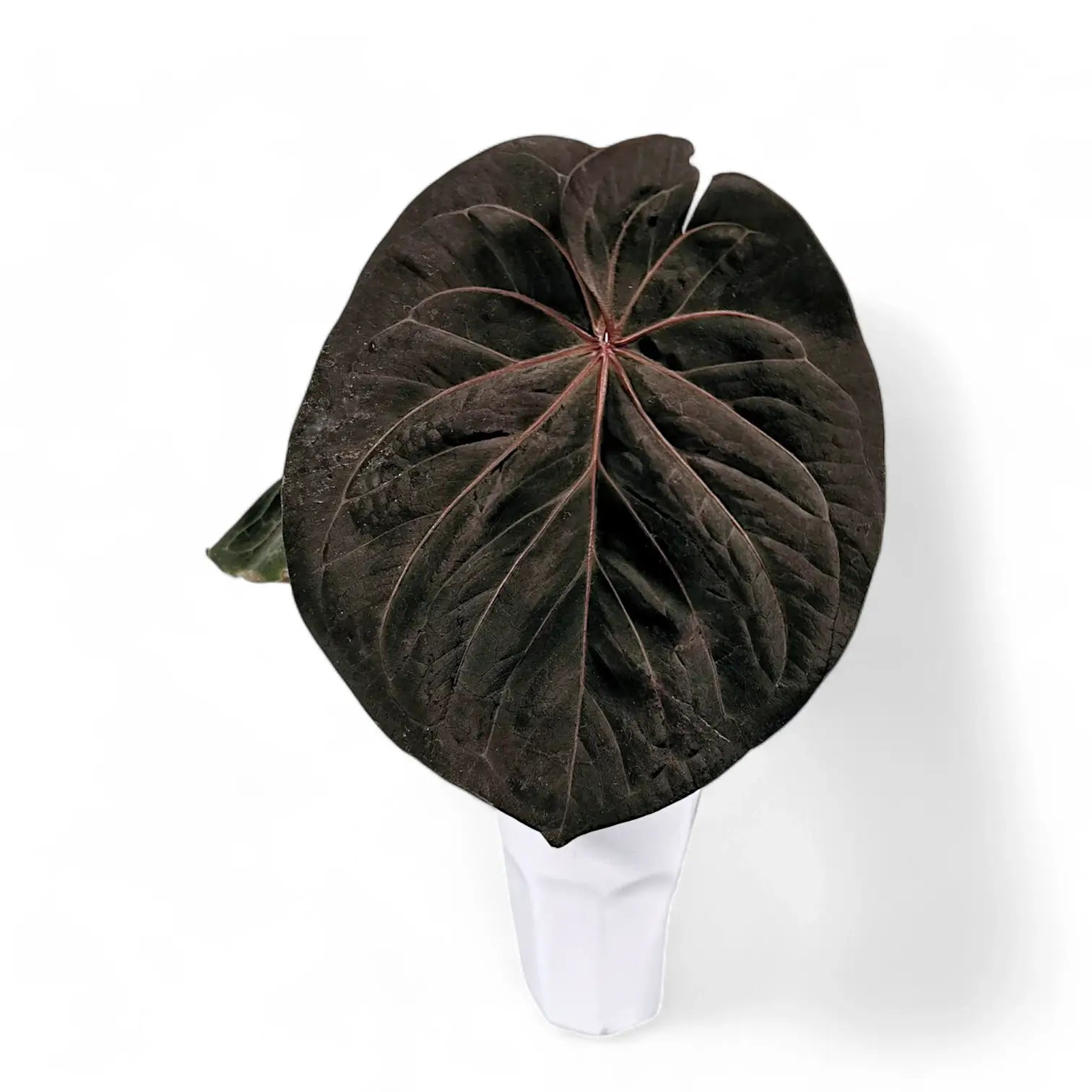 Anthurium 'King of Spades' (Anthurium 'HU') potted houseplant in nursery pot on white background, product photo 3.