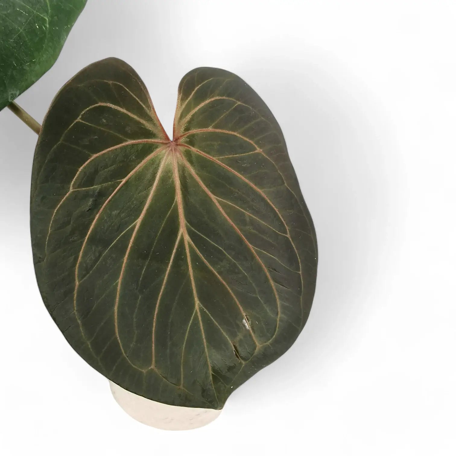 Anthurium 'King of Spades' (Anthurium 'HU') potted houseplant in nursery pot on white background, product photo 5.