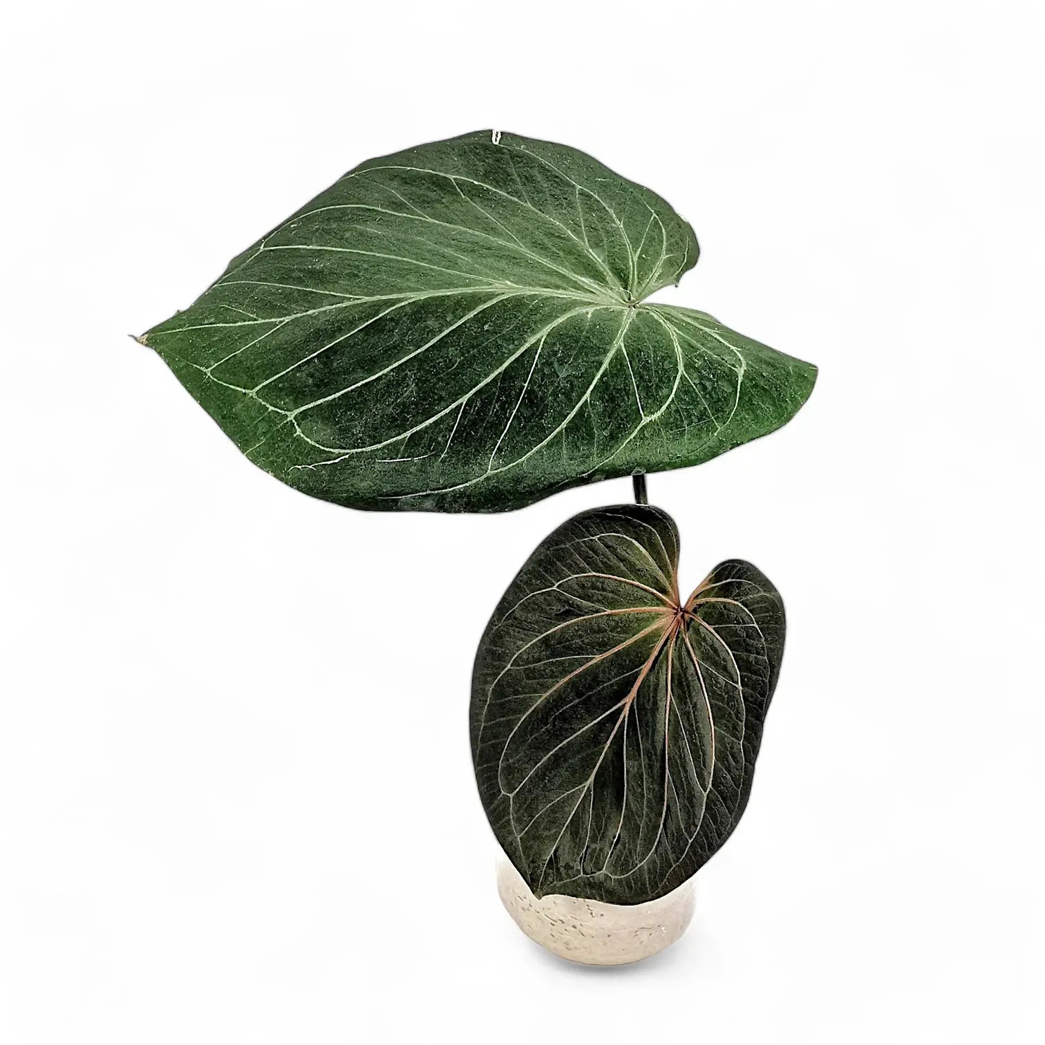 Anthurium 'King of Spades' (Anthurium 'HU') potted houseplant in nursery pot on white background, product photo 6.