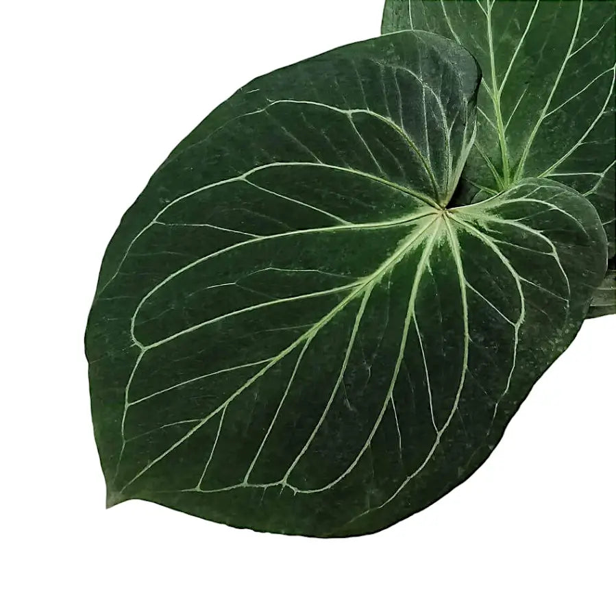 Anthurium 'King of Spades' (Anthurium 'HU') potted houseplant in nursery pot on white background, product photo 7.