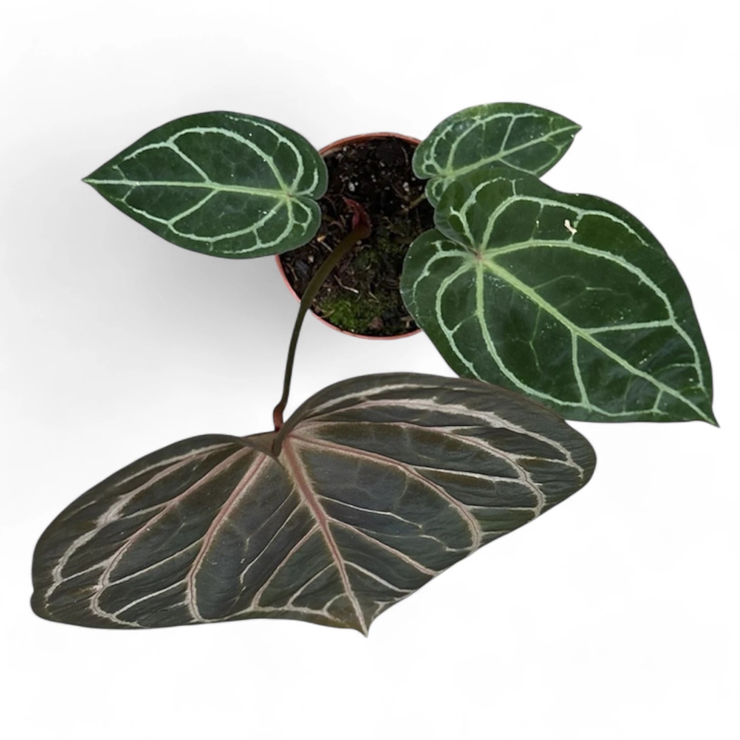 Anthurium 'Red crystallinum' Zimmerpflanze im Anzuchttopf vor weiĂem Hintergrund, Produktfoto 4.