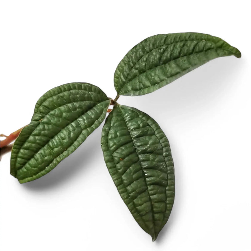 Anthurium arisaemoides – Blattdetail vor weißem Hintergrund..