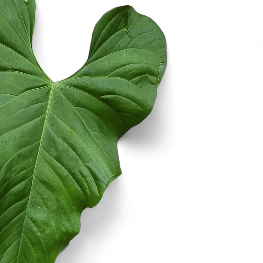 Anthurium balaoanum – Blattdetail vor weißem Hintergrund..