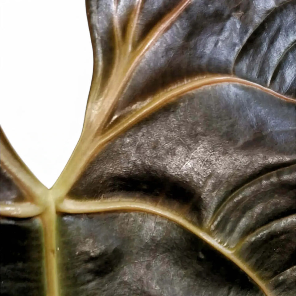 Anthurium chamberlainii leaf close-up on white background.