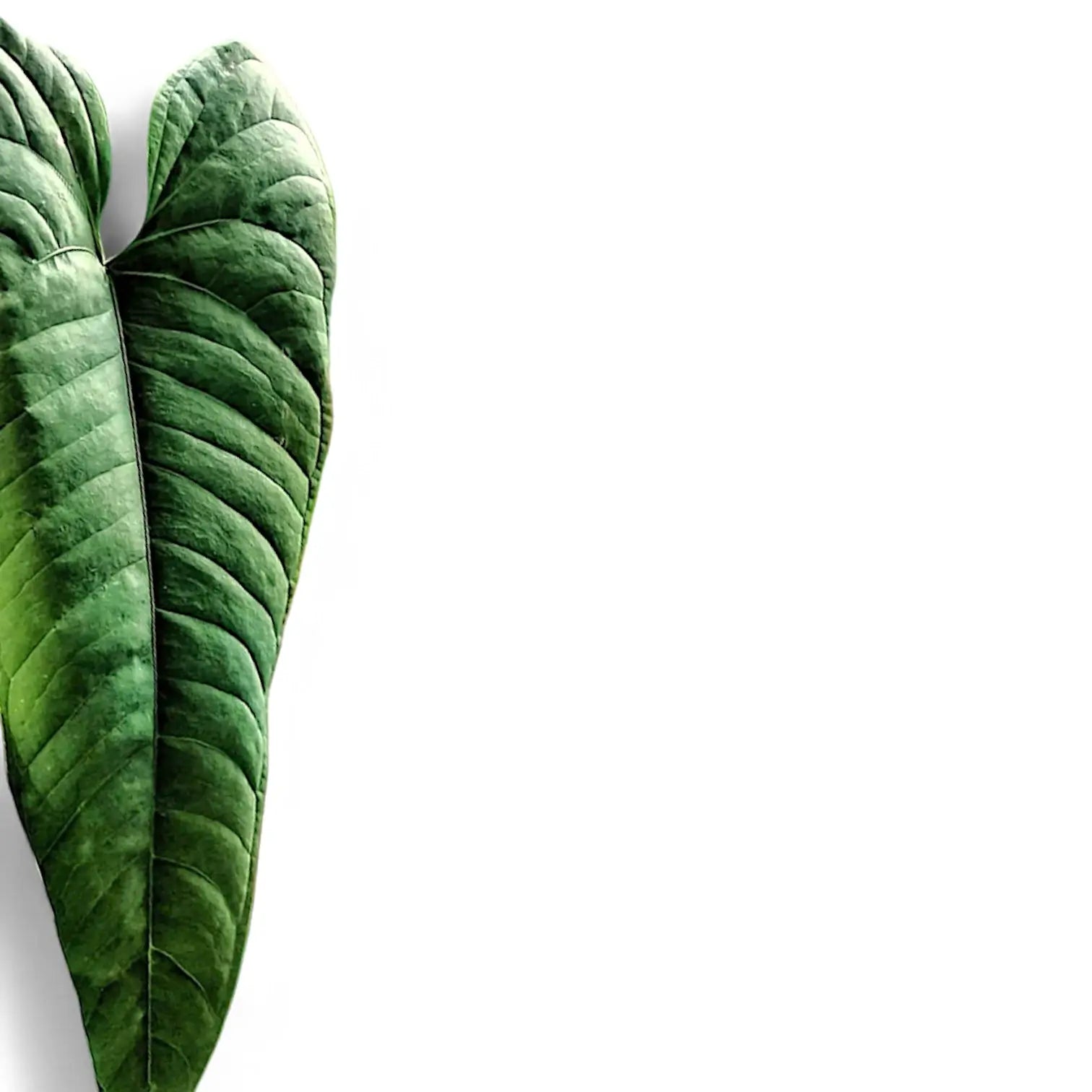 Anthurium flavolineatum – Blattdetail vor weißem Hintergrund..