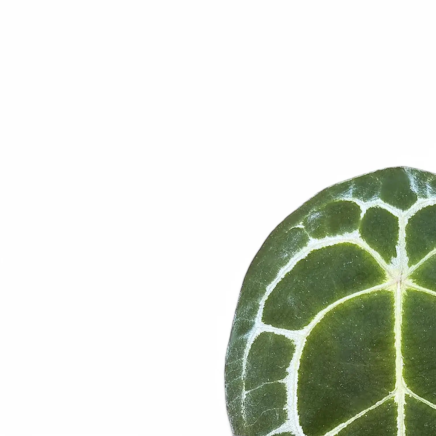 Anthurium forgetii 'Silver' â Blattdetail vor weiĂem Hintergrund..