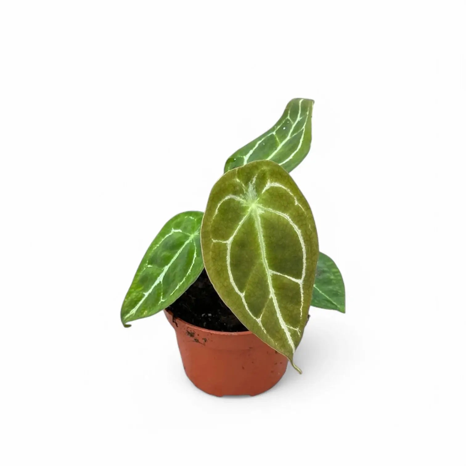 Anthurium forgetii 'Silver' Zimmerpflanze im Anzuchttopf vor weiĂem Hintergrund, Produktfoto 4.