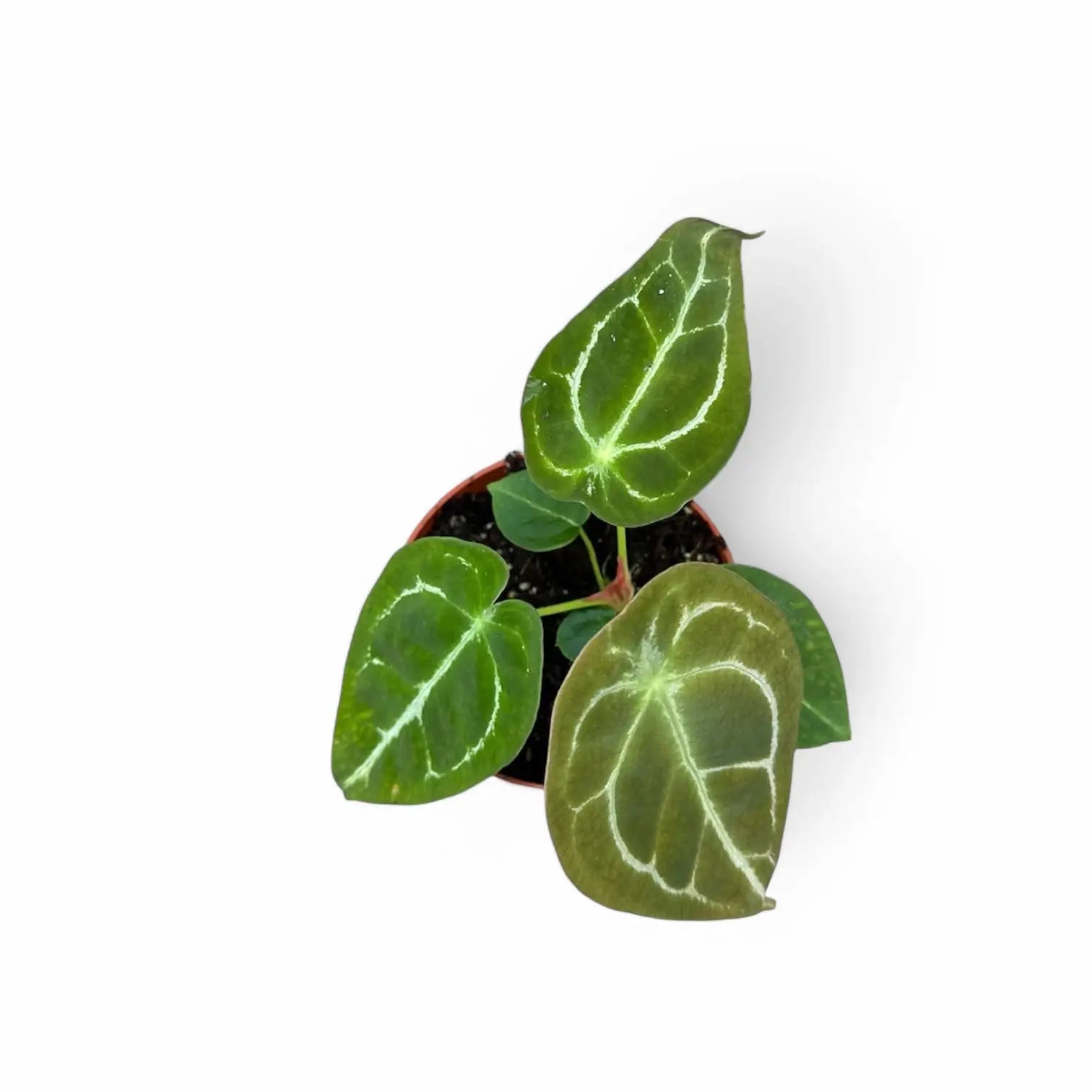 Anthurium forgetii 'Silver' Zimmerpflanze im Anzuchttopf vor weiĂem Hintergrund, Produktfoto 5.