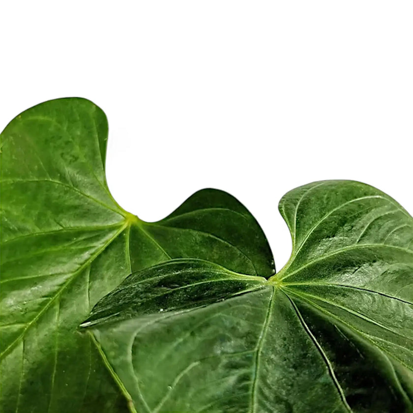 Anthurium formosum – Blattdetail vor weißem Hintergrund..