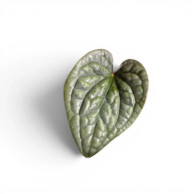 Single leaf of a young Anthurium luxut´rians baby plant on a white backrund