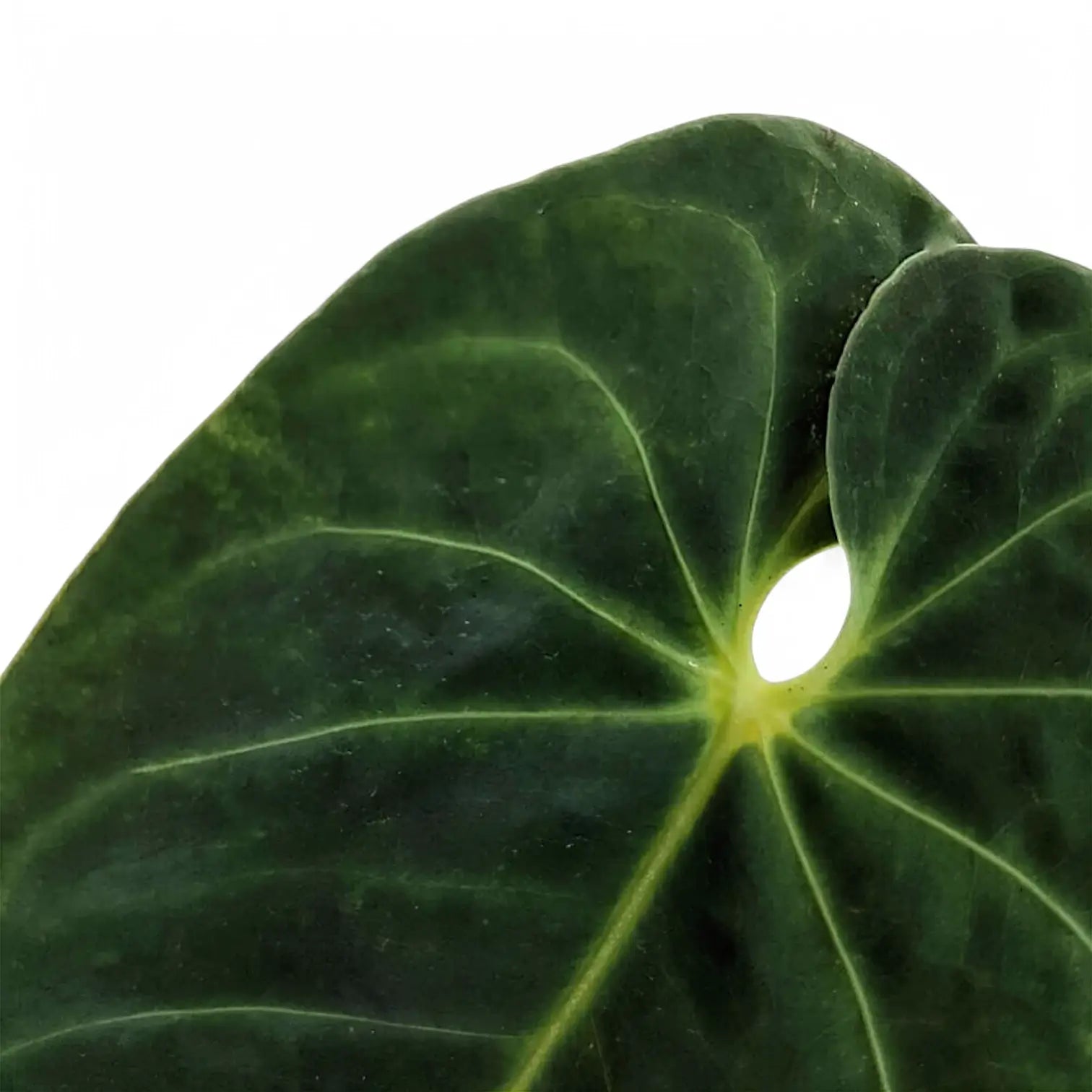 Anthurium metallicum leaf close-up on white background.