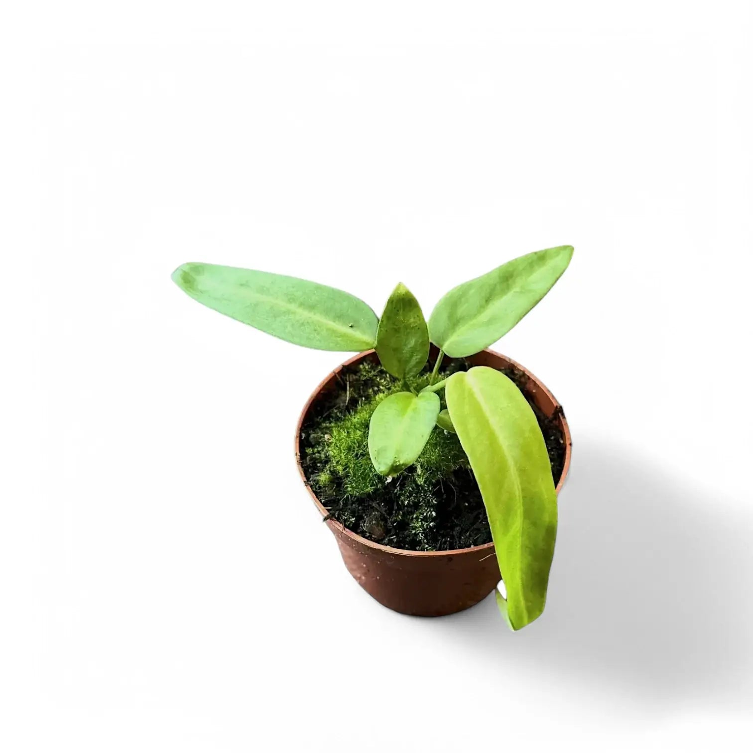 Anthurium pallidiflorum potted houseplant in nursery pot on white background, product photo 3.