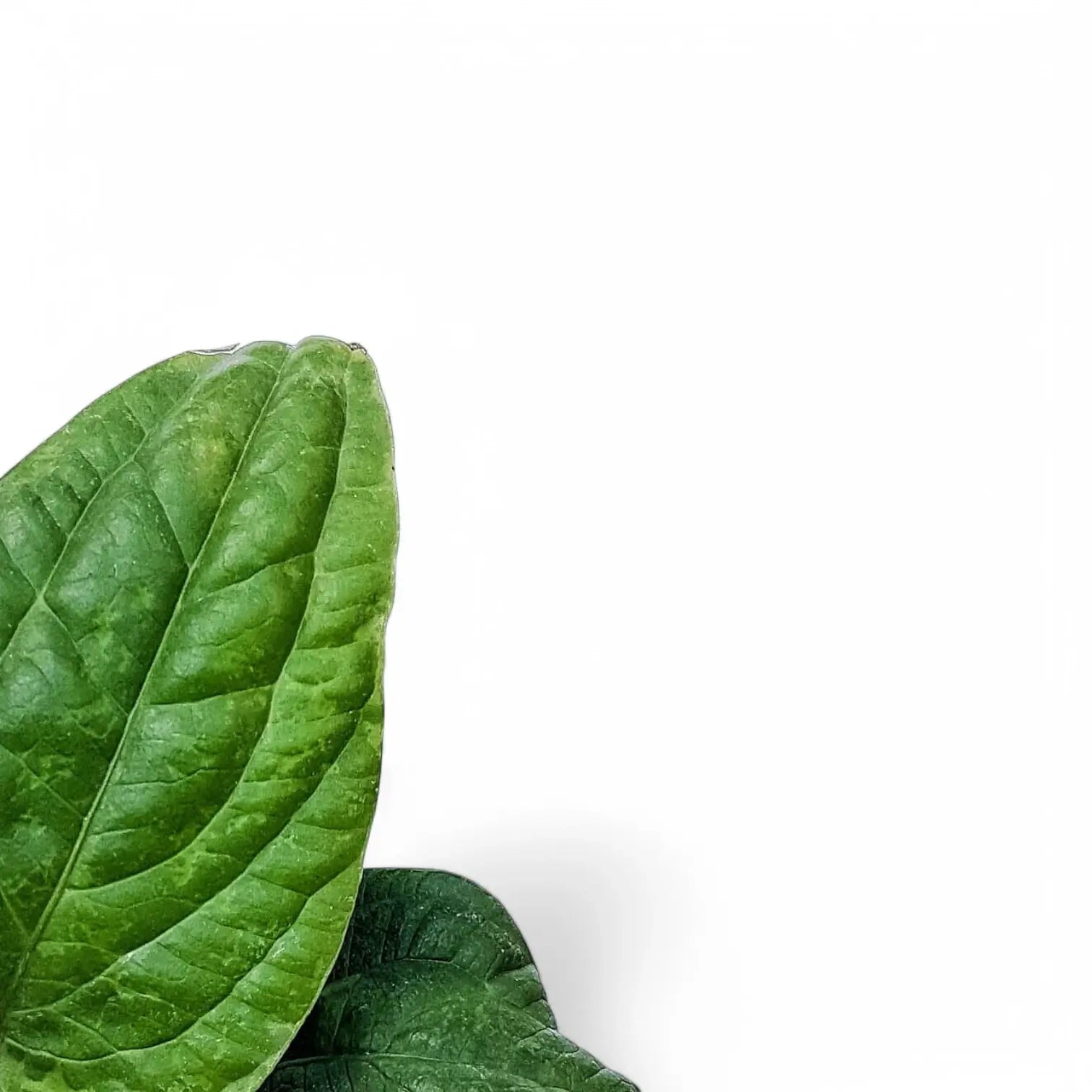 Anthurium radicans leaf close-up on white background.