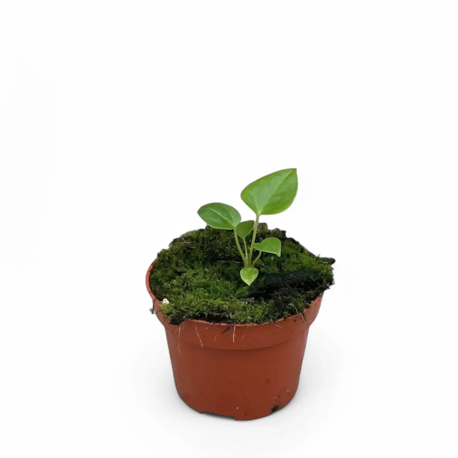 Anthurium recavum Zimmerpflanze im Anzuchttopf vor weißem Hintergrund, Produktfoto 4.