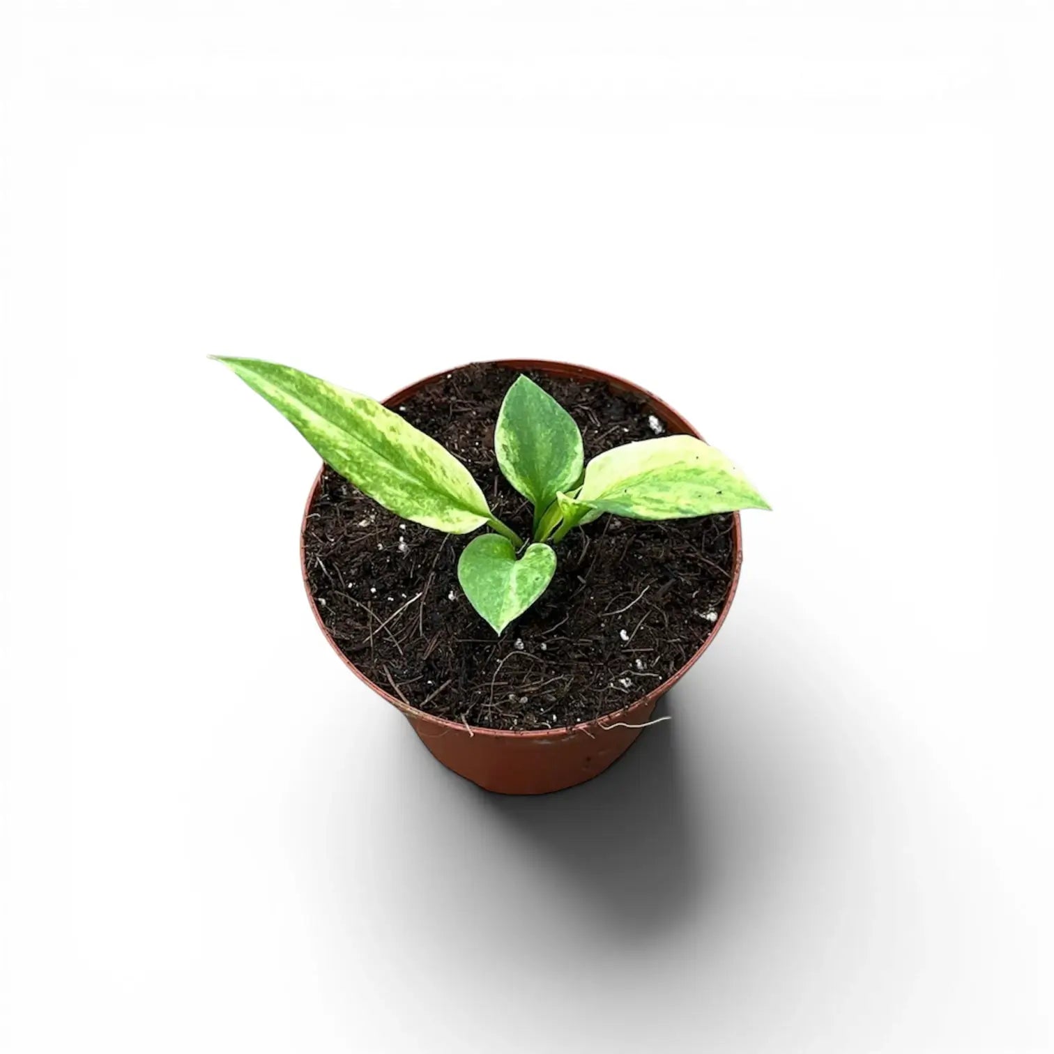 Anthurium vittarifolium variegata