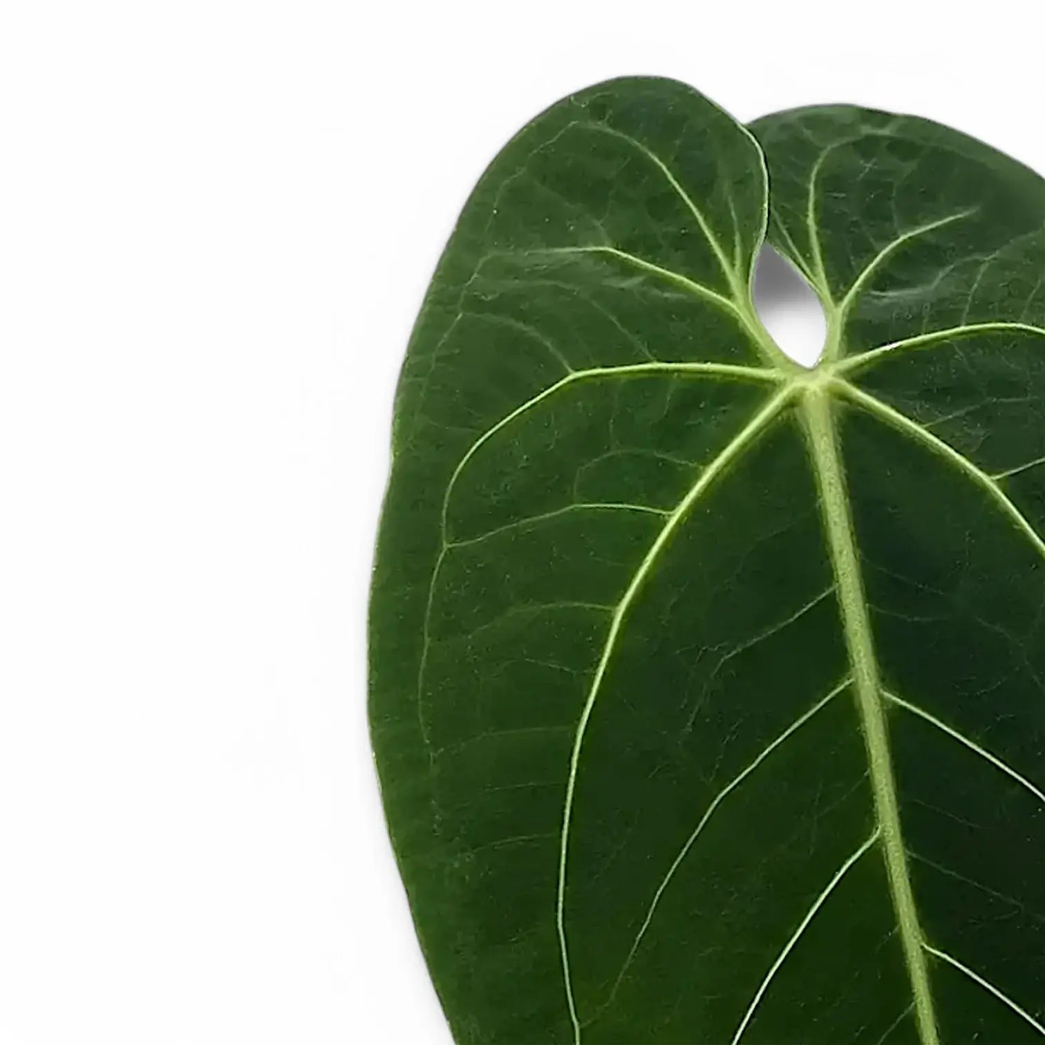 Anthurium warocqueanum x waterburyanum leaf close-up on white background.