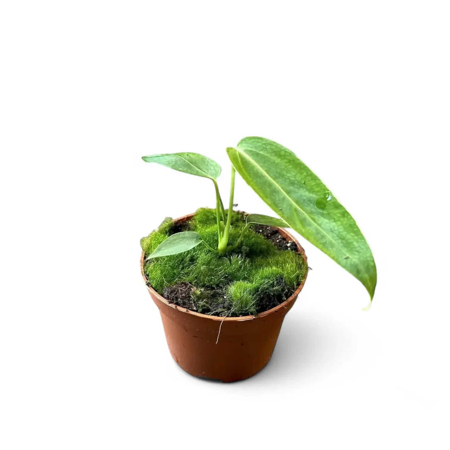 Anthurium warocqueanum x waterburyanum potted houseplant in nursery pot on white background, product photo 5.