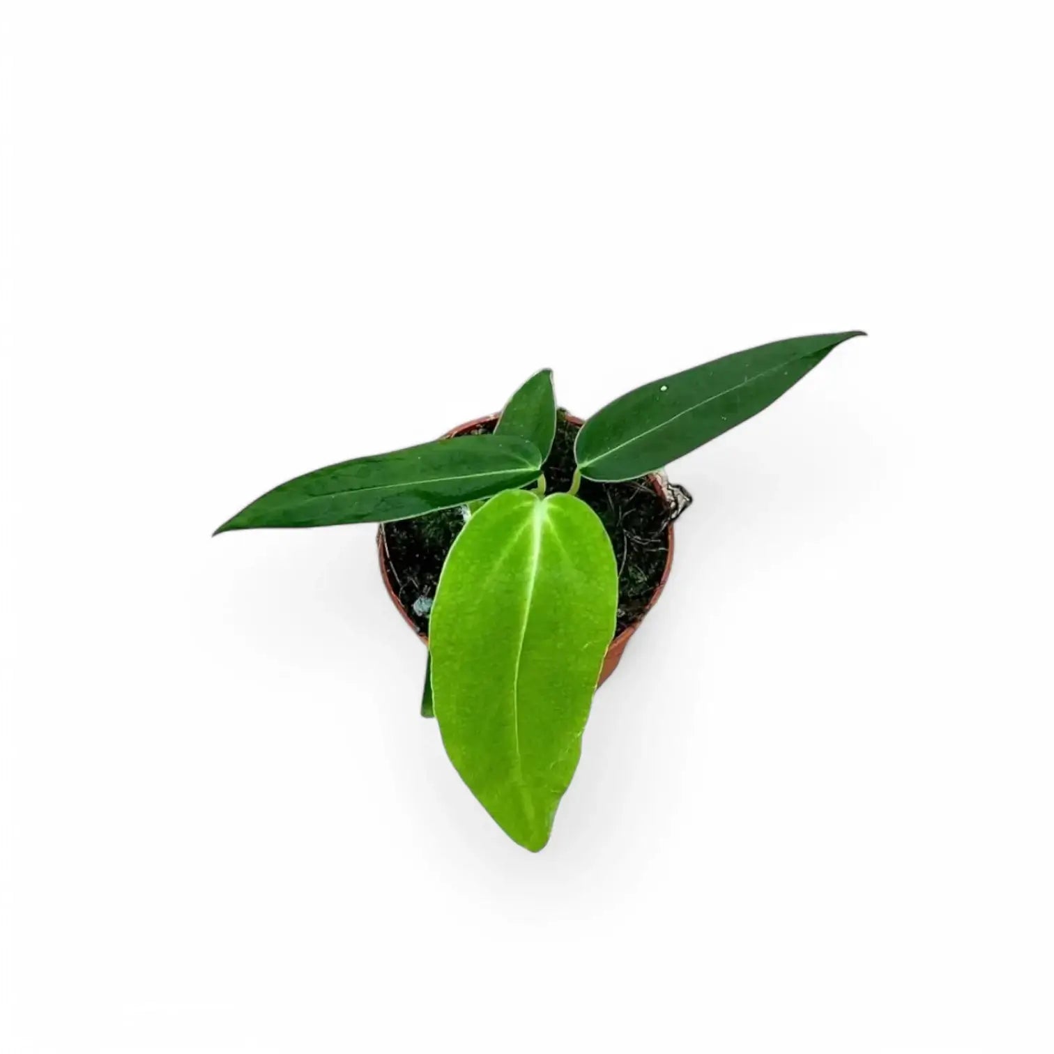 Anthurium warocqueanum x waterburyanum potted houseplant in nursery pot on white background, product photo 7.