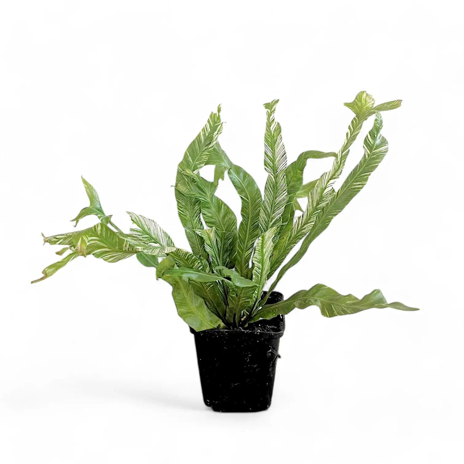 Asplenium nidus variegata Zimmerpflanze im Anzuchttopf vor weißem Hintergrund, Produktfoto 5.