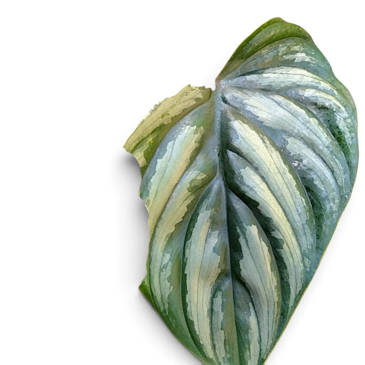 Silbergrün gemustertes Blatt mit einem großen Einriss am oberen Blattrand