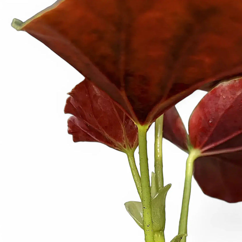 Begonia 'Alice Faye' leaf close-up on white background.