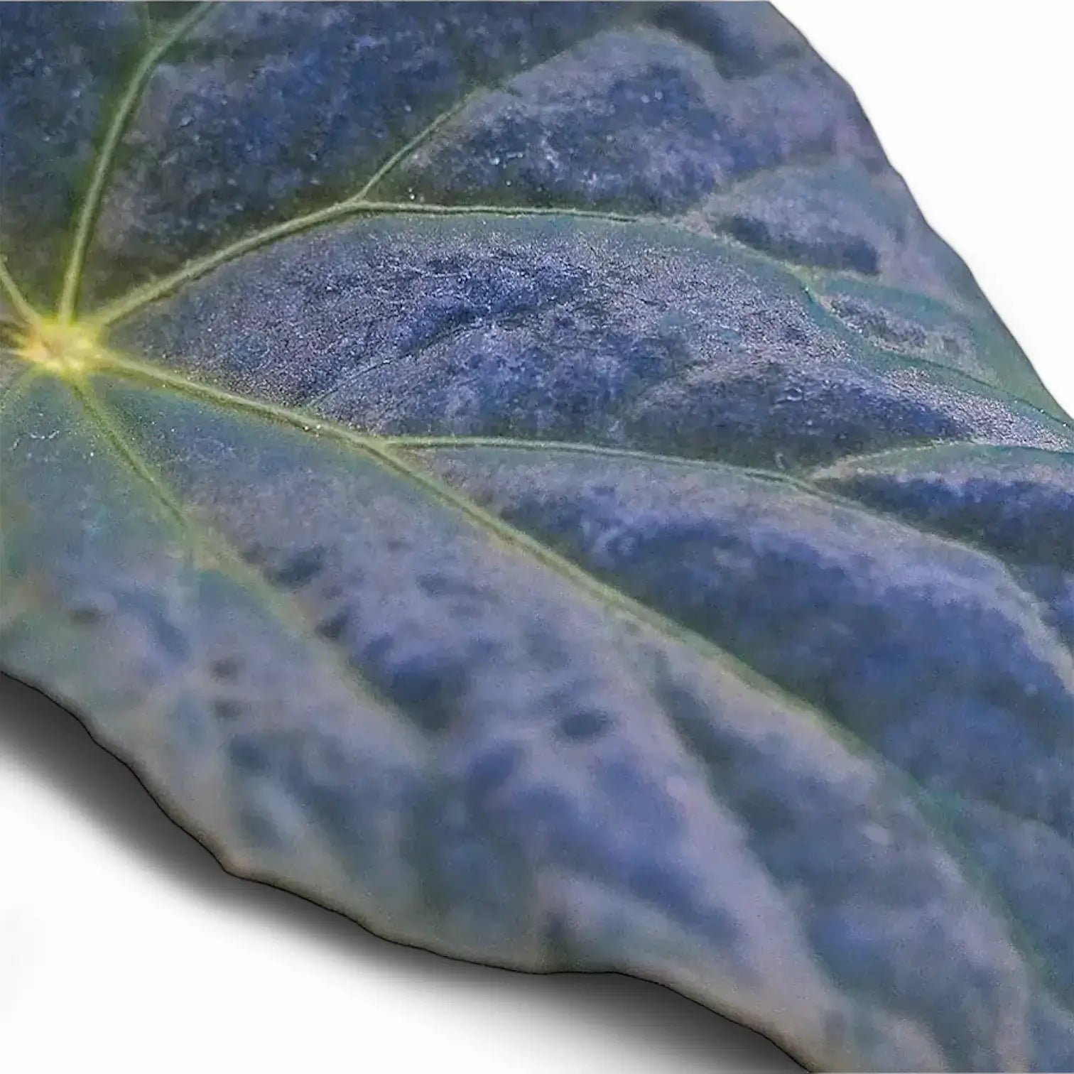 Begonia Pavonina – Blattdetail vor weißem Hintergrund..