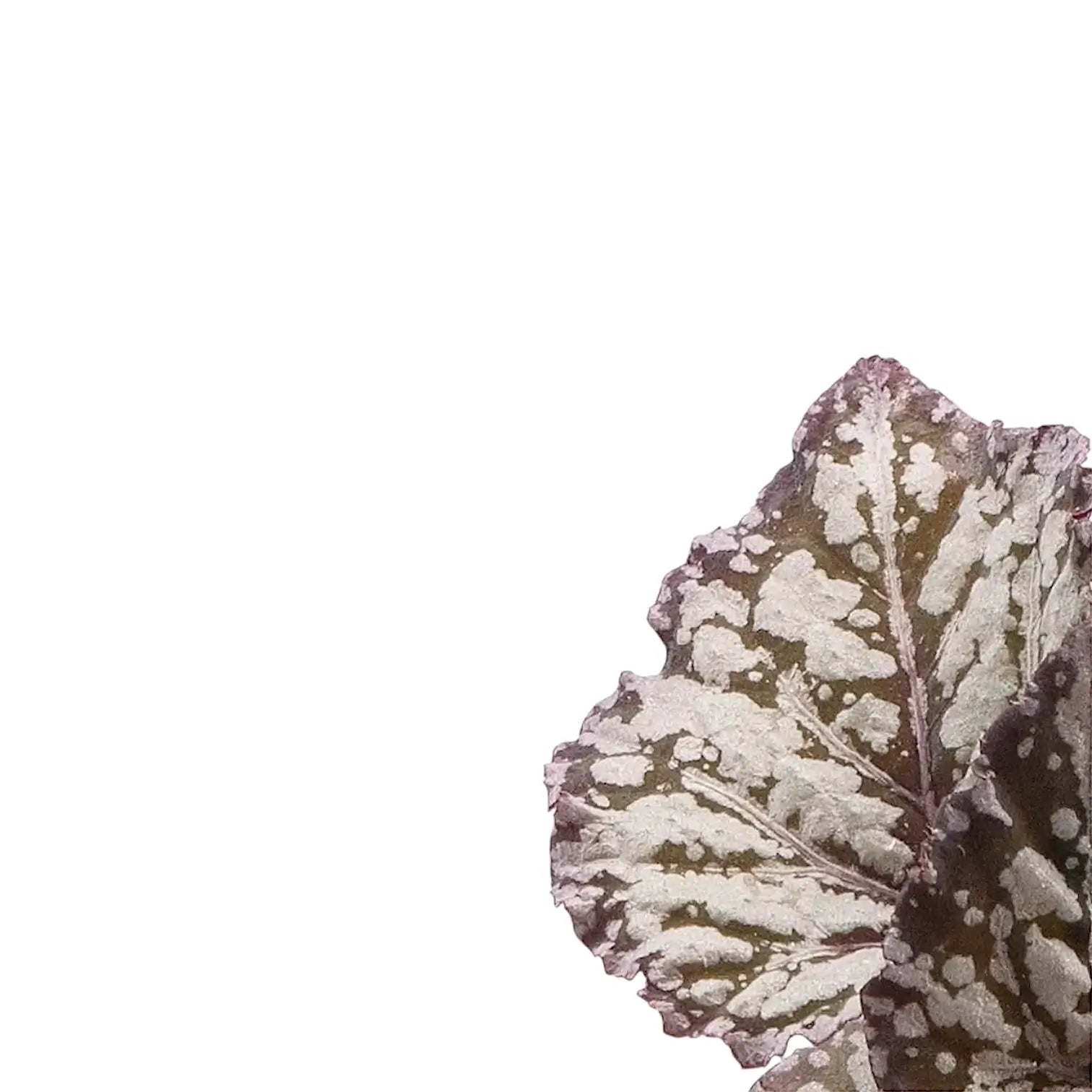 Begonia rex 'Dew Drop' – Blattdetail vor weißem Hintergrund..