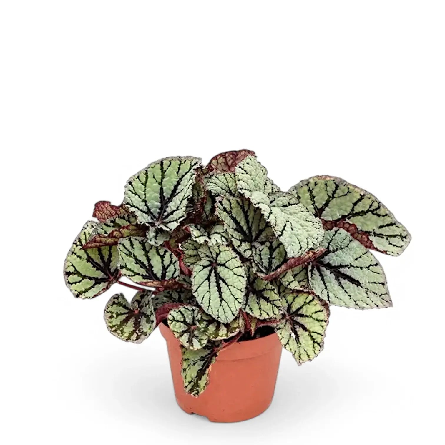 Begonia rex 'Fedor' Zimmerpflanze im Anzuchttopf vor weißem Hintergrund, Produktfoto 2.