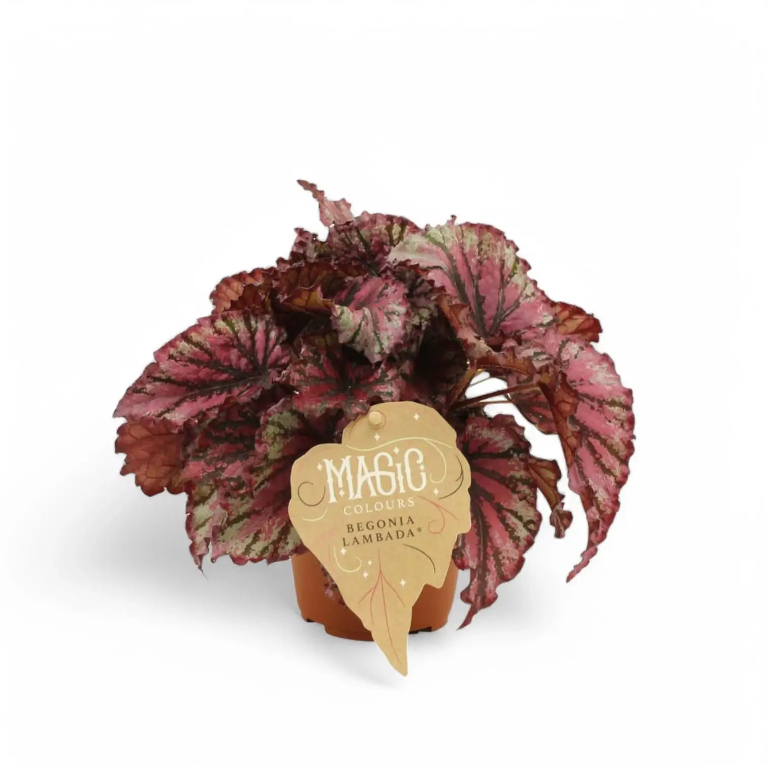 Begonia rex 'Lambada' Zimmerpflanze im Anzuchttopf vor weißem Hintergrund, Produktfoto 3.