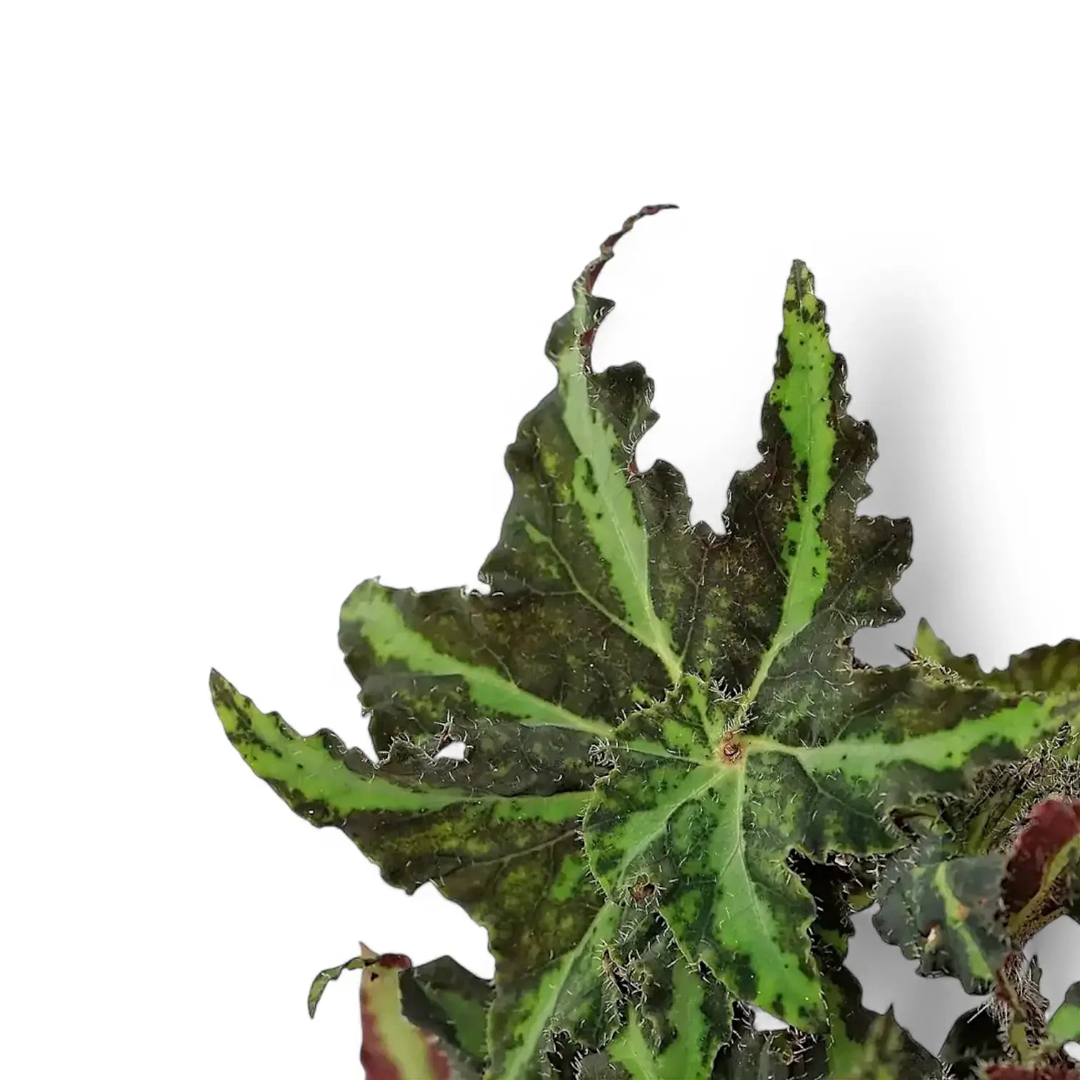 Begonia rex 'Lion Dance' – Blattdetail vor weißem Hintergrund..