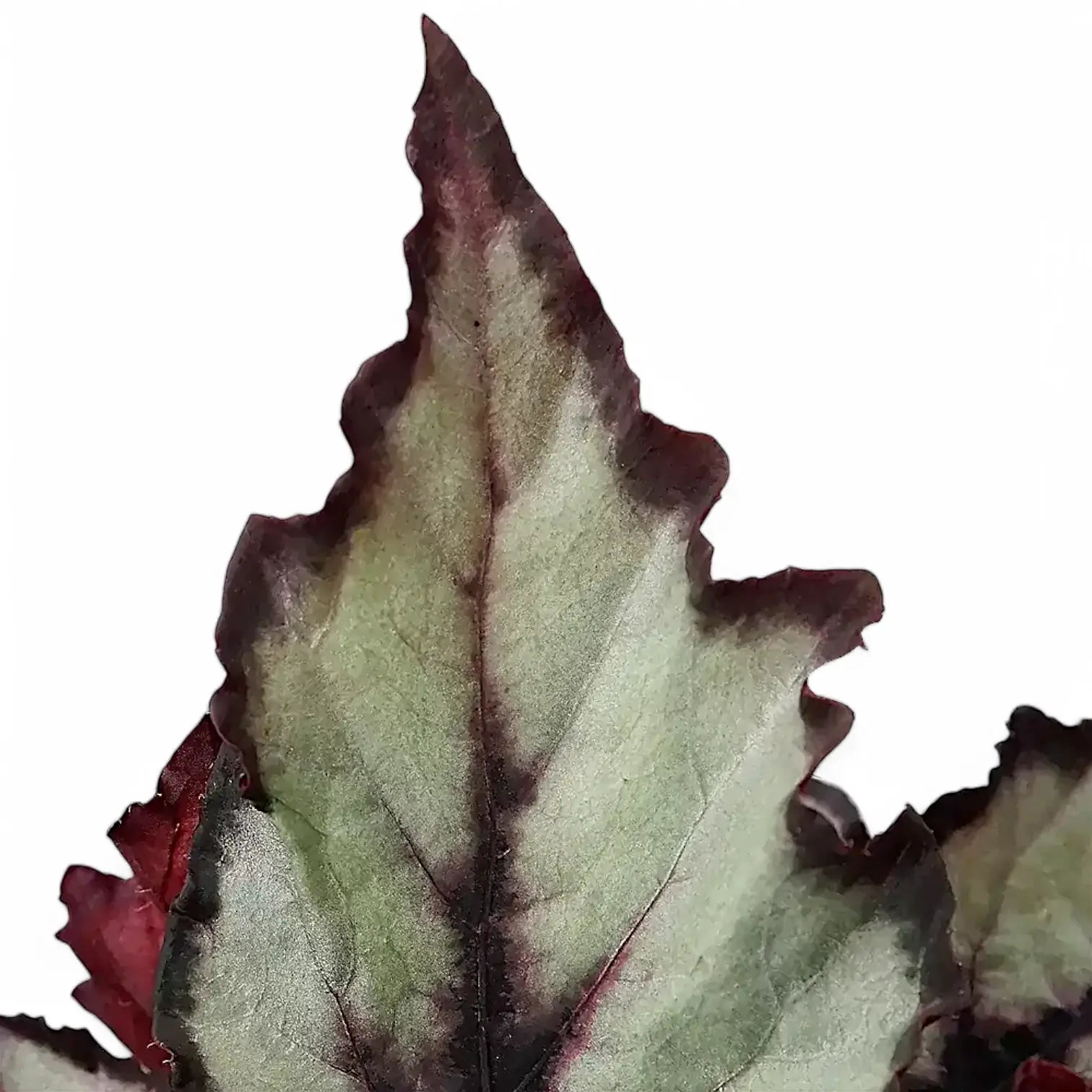 Begonia rex 'Magma' – Blattdetail vor weißem Hintergrund..