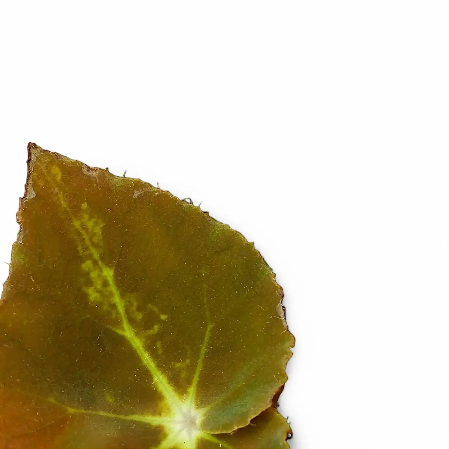 Begonia rex 'Montuno' – Blattdetail vor weißem Hintergrund..