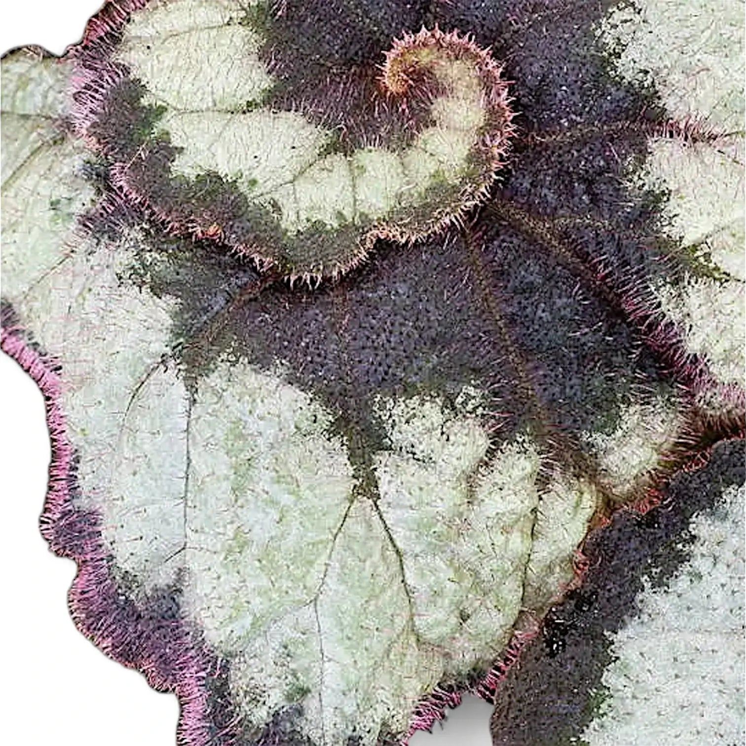 Begonia rex 'Princess Hanover' – Blattdetail vor weißem Hintergrund..