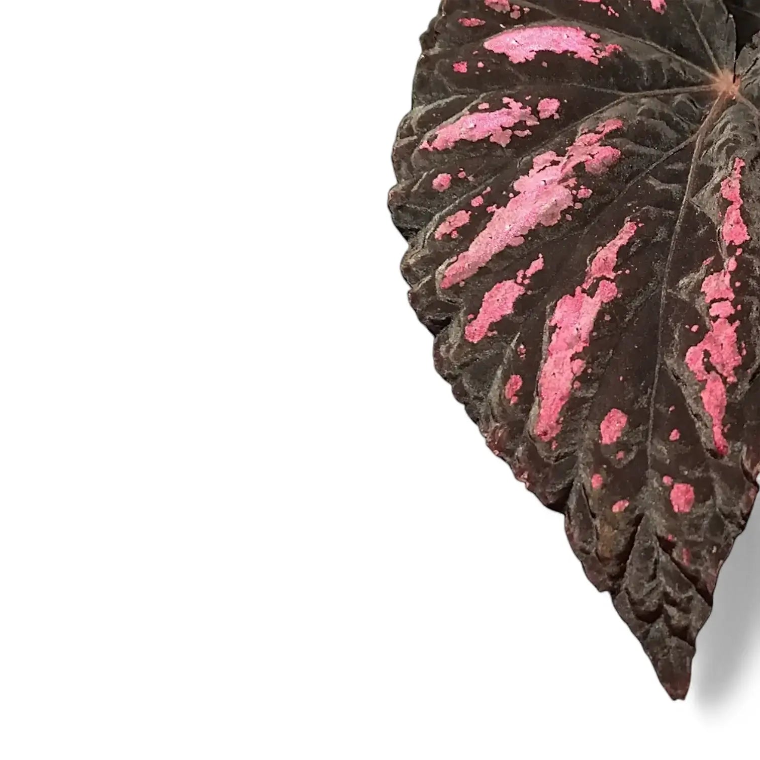 Begonia rex 'Rumba' – Blattdetail vor weißem Hintergrund..